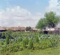 Путивль - Деревня в окрестностях Путивля. Огород, 1904-1905