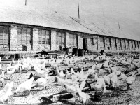 Эртиль - Деревня Буравцовка. Птицеферма.