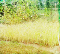 Сухум - Рис в Ботаническом саду Сухума