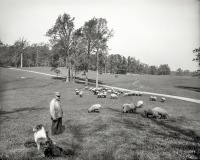 Штат Нью-Йорк - Овцы в Проспект-парке