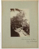 Франция - Канны. Лес на горе Шевалье, 1886