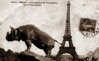 Париж - PARIS - Les Jardins du Trocad?ro et la Tour Eiffel Gros plan sur la statue du Rhinoc?ros