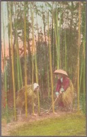 Япония - Заготовка побегов бамбука, 197-1918