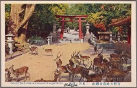 Япония - Ворота-тории и олени в храме Касуга Дзиндзя, 1915-1930