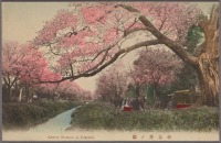 Токио - Цветущие вишни в Коганеи, 1913