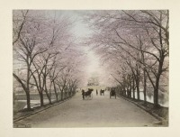 Токио - Вишнёвая аллея в Акасака, 1880-1890