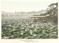 Токио - Озеро лотосов в Токийском парке, 1910-1919
