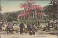Киото - Цветущая сакура в парке Маруяма в Киото, 1907-1918