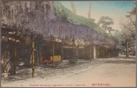 Нагасаки - Цветущая глициния в Даитокудзи, 1907-1918
