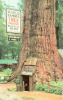Ретро открытки - Деревья великаны
