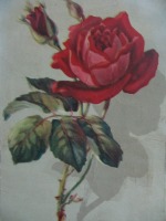 Ретро открытки - Роза