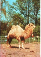 Ретро открытки - Верблюд