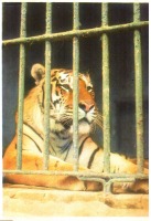 Ретро открытки - Тигр