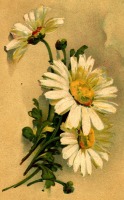 Ретро открытки - Цветы