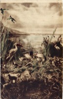 Ретро открытки - Озерные и болотные птицы Закавказья