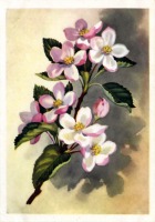 Ретро открытки - Ветка яблони