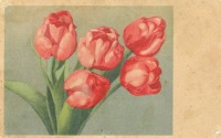 Ретро открытки - Карточка почтовая. Коллекция открыток. Тюльпаны.