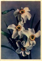 Ретро открытки - Нарциссы