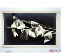Ретро открытки - Черно-белая открытка Ветка цветов