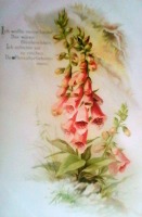 Ретро открытки - Мои слова к тебе нежны, как эти благоухающие цветы !