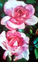 Ретро открытки - Розы для Вас !