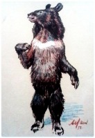 Ретро открытки - Гималайский медведь