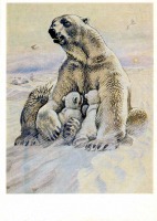 Ретро открытки - Белый медведь.