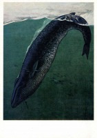 Ретро открытки - Синий кит.