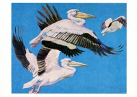 Ретро открытки - Розовый пеликан.