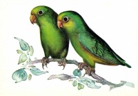 Ретро открытки - Воробьиный попугайчик.
