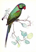 Ретро открытки - Александрийский попугай.
