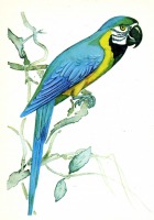 Ретро открытки - Сине-желтая ара.