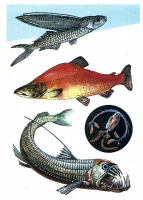 Ретро открытки - Пелагические рыбы.