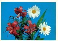 Ретро открытки - Лилии и ромашки.