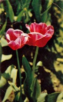 Ретро открытки - Тюльпаны