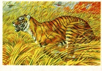 Ретро открытки - Туранский тигр.