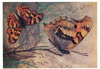 Ретро открытки - Многоцветница ионийская