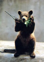Ретро открытки - Бурый медвежонок.