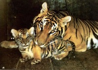 Ретро открытки - Семья бенгальских тигров.