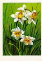 Ретро открытки - Нарциссы