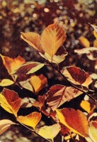 Ретро открытки - Листья вишневого боярышника
