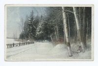 Ретро открытки - Северный лес