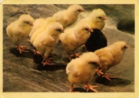 Ретро открытки - Цыплята