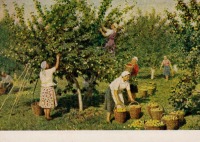 Ретро открытки - Сбор яблок
