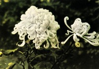 Ретро открытки - Хризантемы