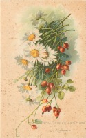 Ретро открытки - Луговые ромашки и ветка ягод  шиповника