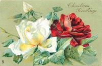 Ретро открытки - С Рождеством. Белая и красная розы