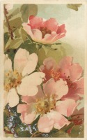 Ретро открытки - Катарина Кляйн. Бело-розовый шиповник