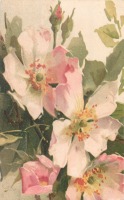 Ретро открытки - Бело-розовый шиповник