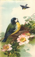Ретро открытки - Лазоревка в гнезде на ветке шиповника
